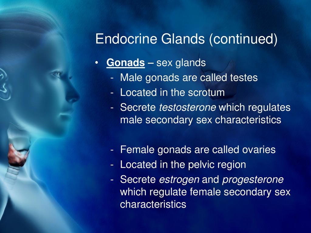 Endocrine System Ppt Download 4930