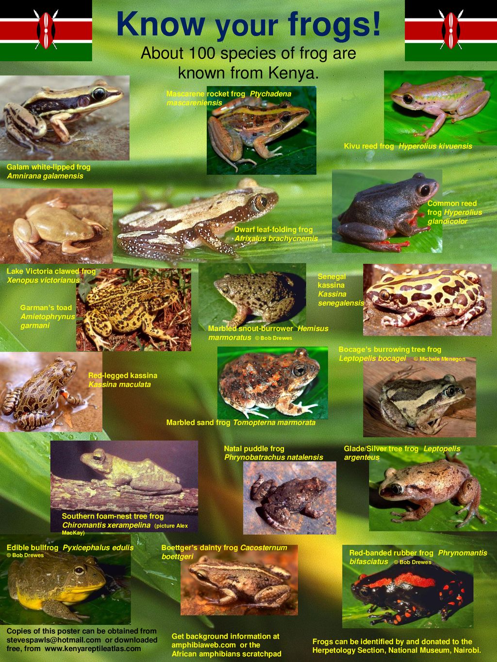 About 100 species of frog are known from Kenya. - ppt download