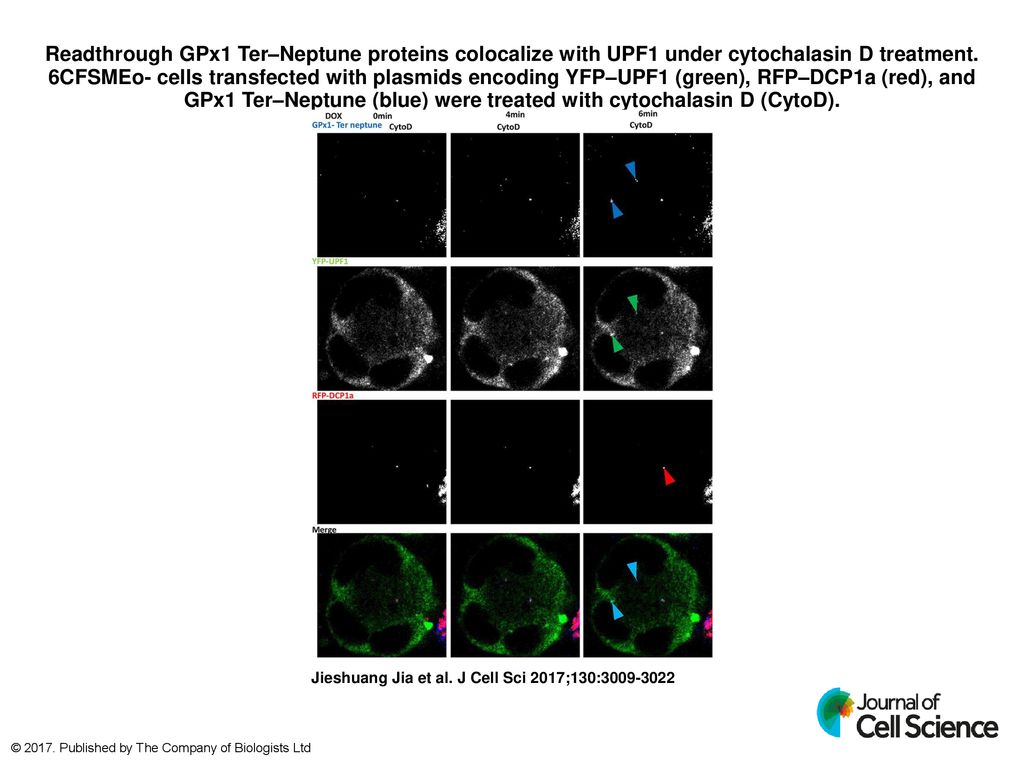 Readthrough GPx1 TerNeptune proteins colocalize with UPF1 under