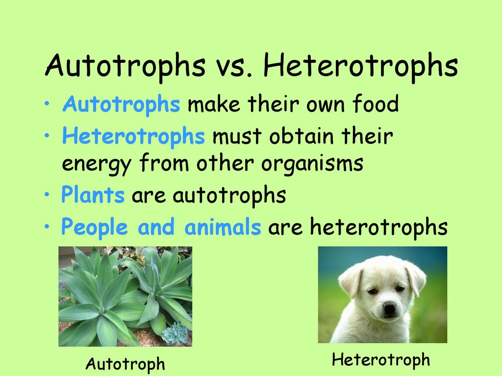 Photosynthesis And Respiration Ppt Download photosynthesis-and-respiration-ppt-download