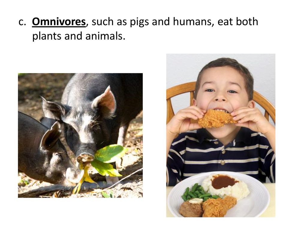 Section 3: Interactions Within Communities Biology Diagrams
