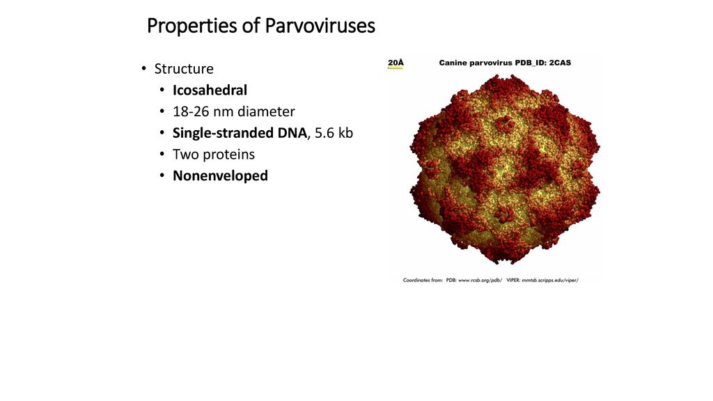 Properties of Parvoviruses