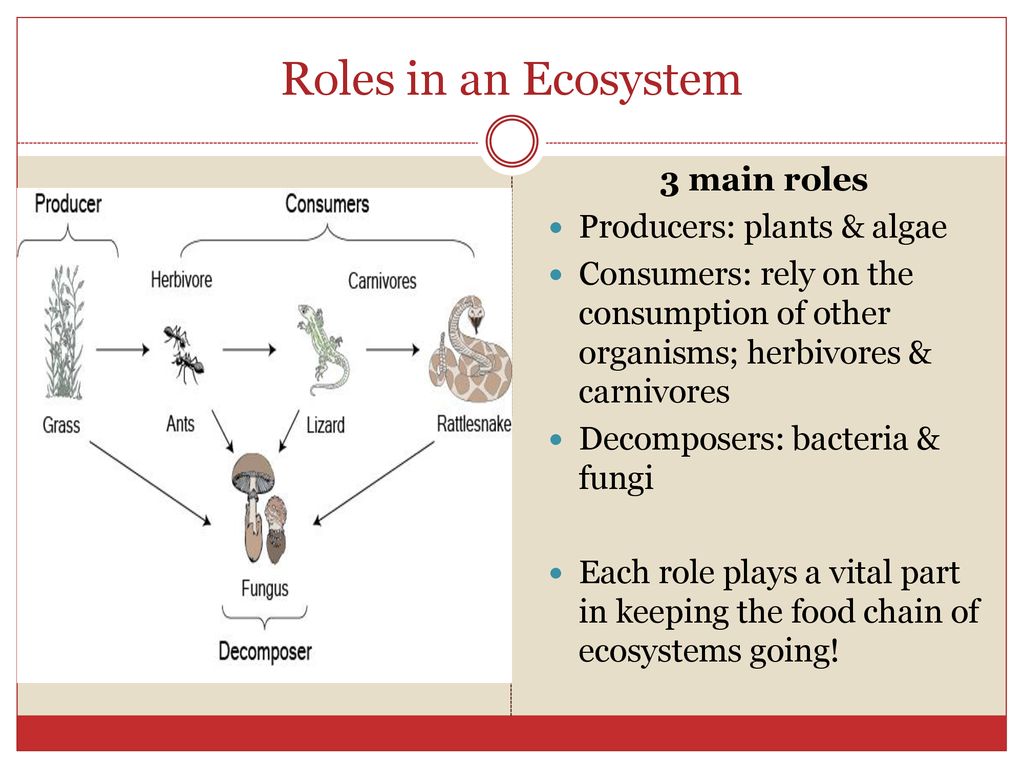 Organisms The Environment Ppt Download organisms-the-environment-ppt-download
