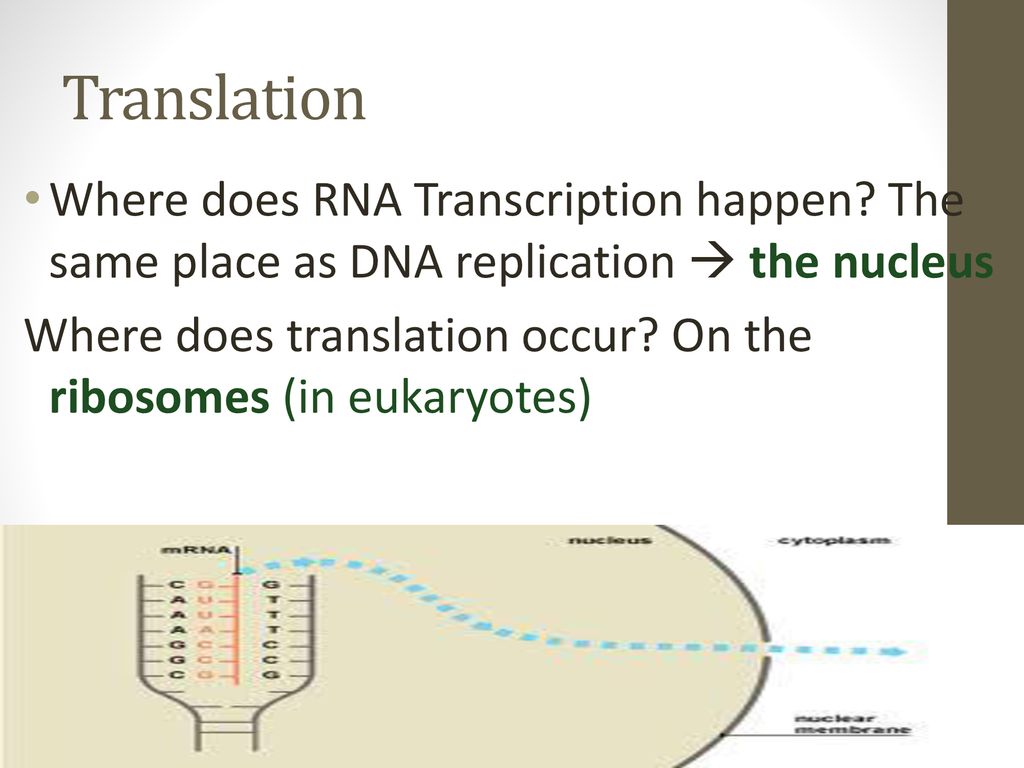 Do now describe the three types of rna ppt download