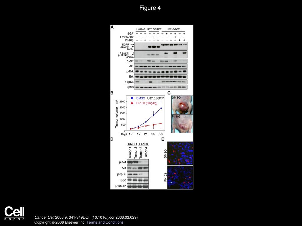 Figure 4 Inhibition of p110α and of mTOR represents a safe and effective strategy in EGFR-driven glioma in vitro and in vivo.