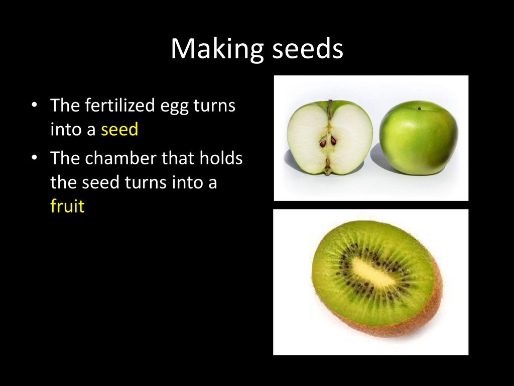 Flowers and Reproduction ppt download