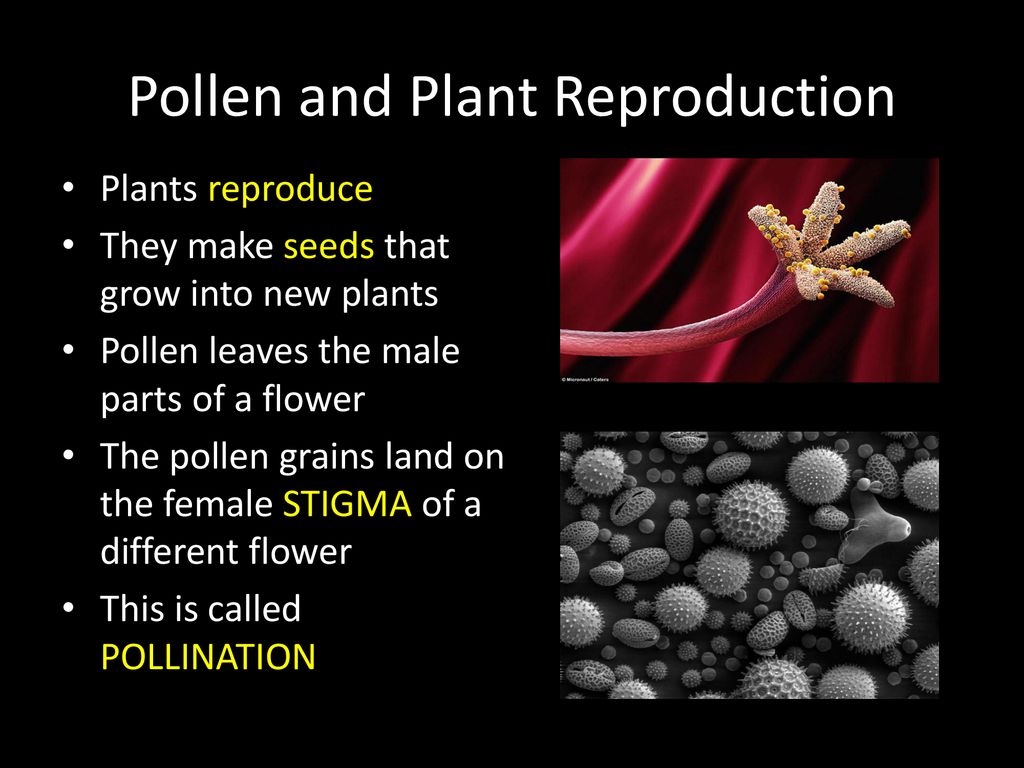 Flowers and Reproduction ppt download