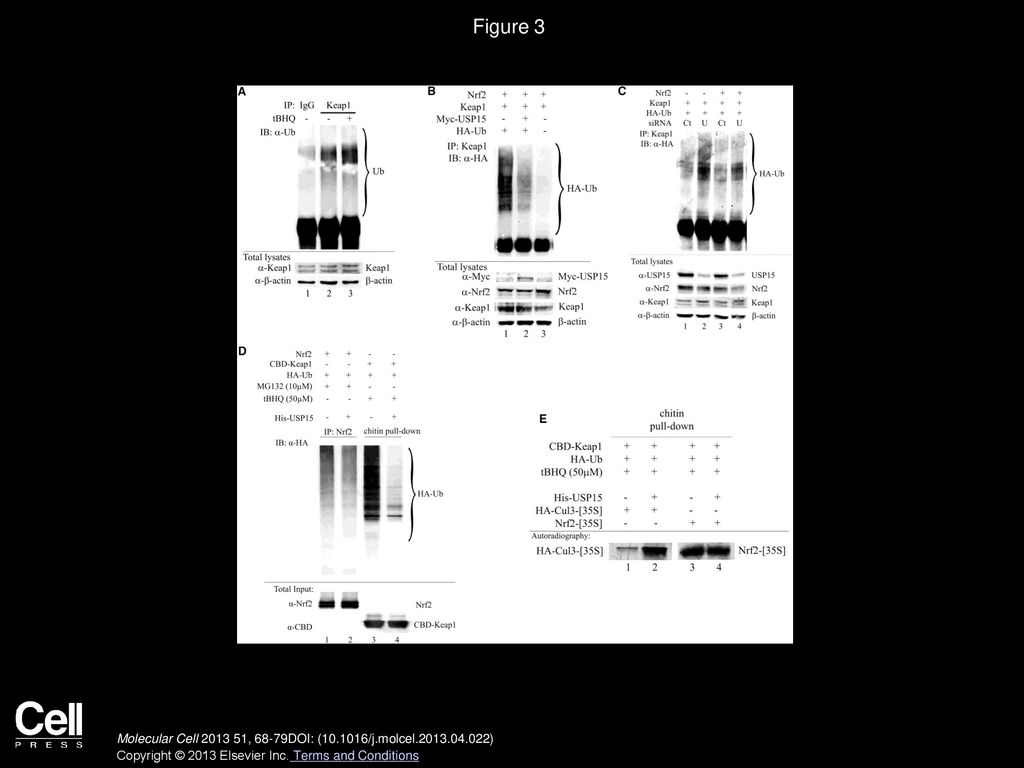 USP15 Negatively Regulates Nrf2 through Deubiquitination of Keap1 - ppt ...