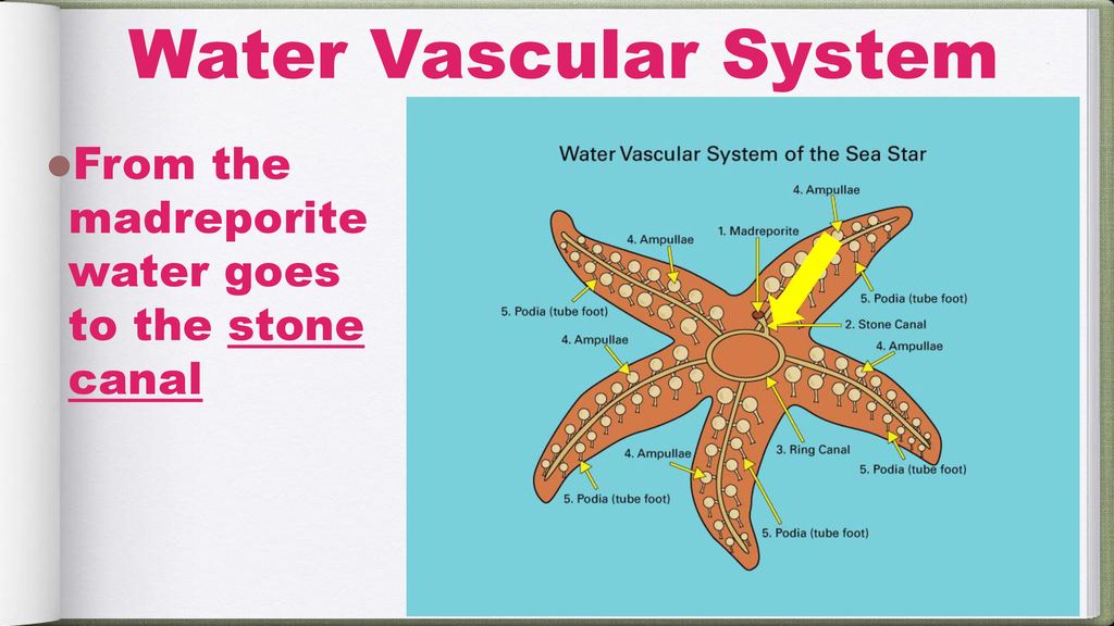 sea star water vascular system animation