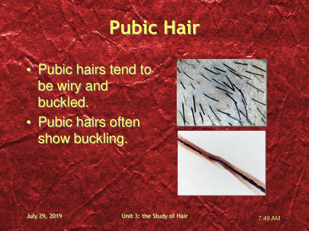 7-3 Variations in Hair Unit 4: The Study of Hair November 17, ppt download
