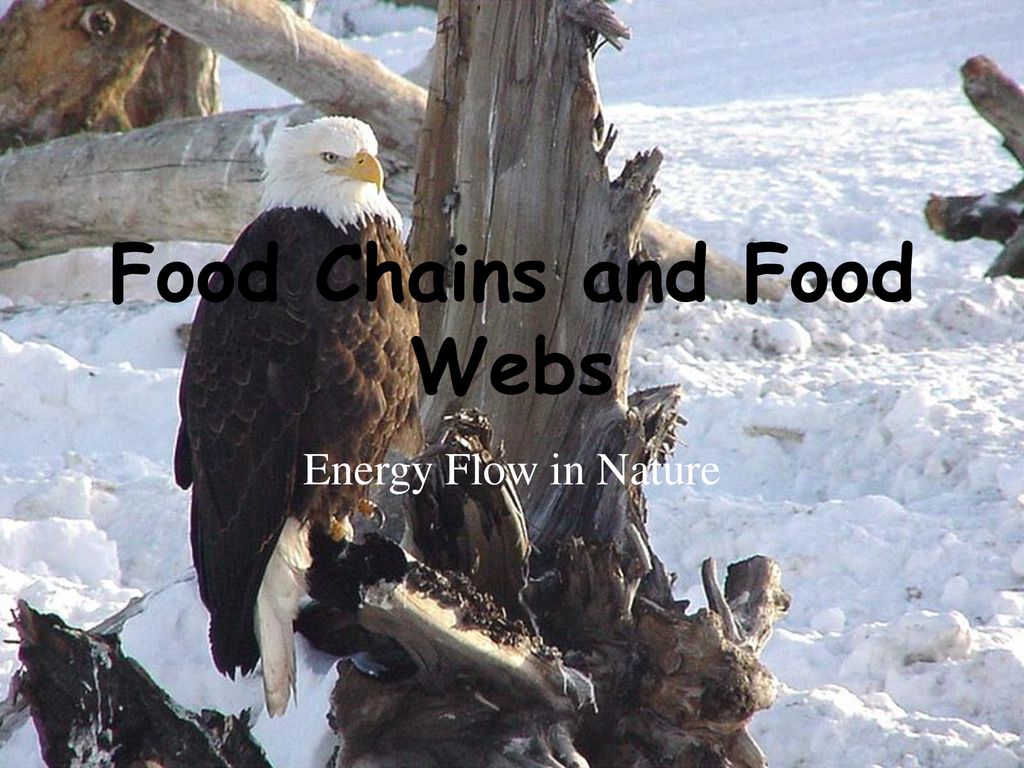 Food Chains and Food Webs Biology Diagrams