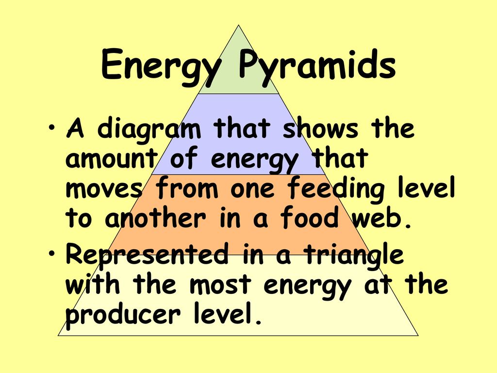 Food Chains and Food Webs Biology Diagrams