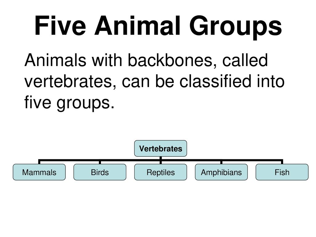 3rd Grade Vocabulary Part Five Animal Groups - ppt download
