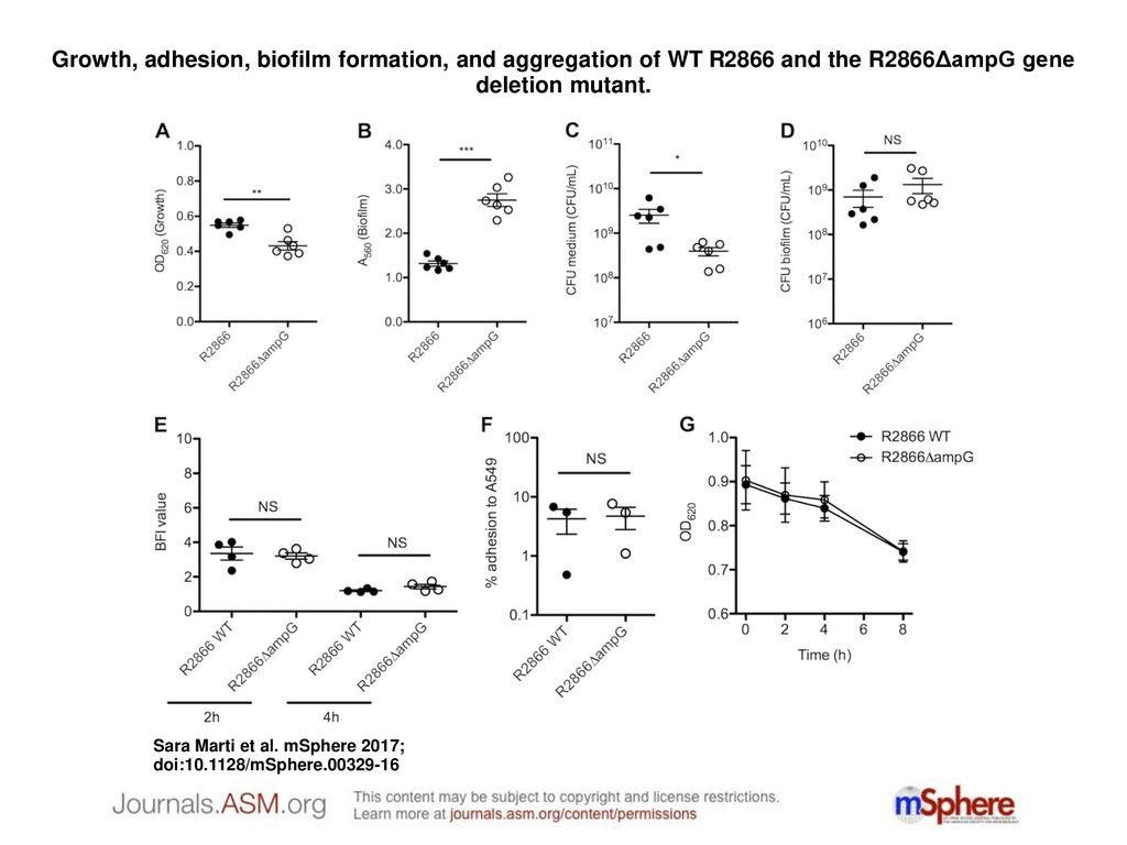Iron Availability Influences Aggregation Biofilm Adhesion And