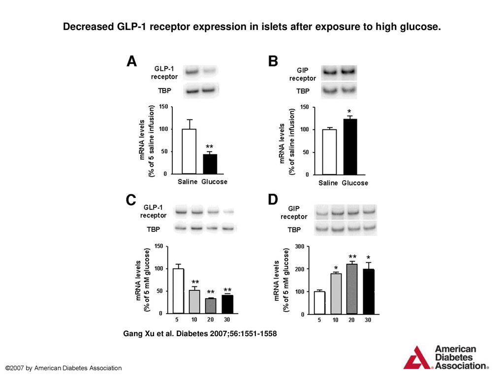 Decreased GLP-1 receptor expression in islets after exposure to high glucose.