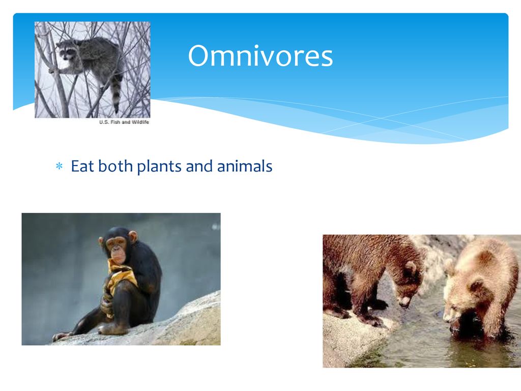 Energy Flow In Ecosystems Biology Diagrams