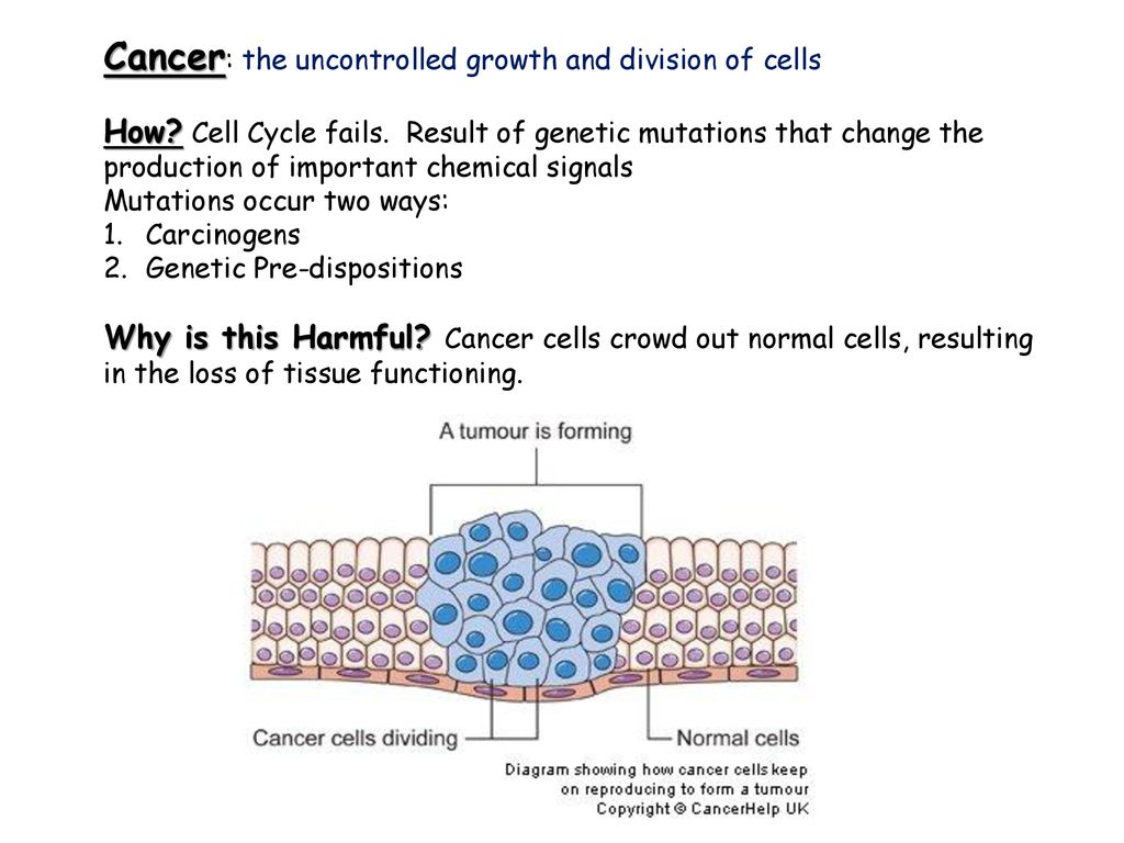 Predict: What would happen if the cell cycle failed Biology Diagrams