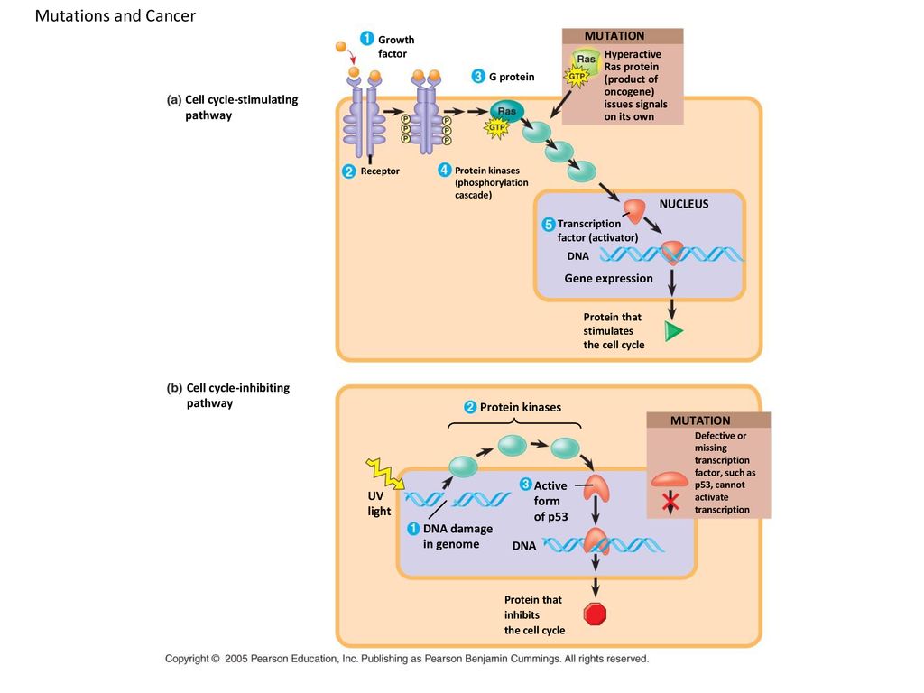 Chapter 12 The Cell Cycle Biology Diagrams