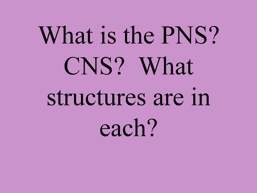What three functions does the Nervous system have? Biology Diagrams