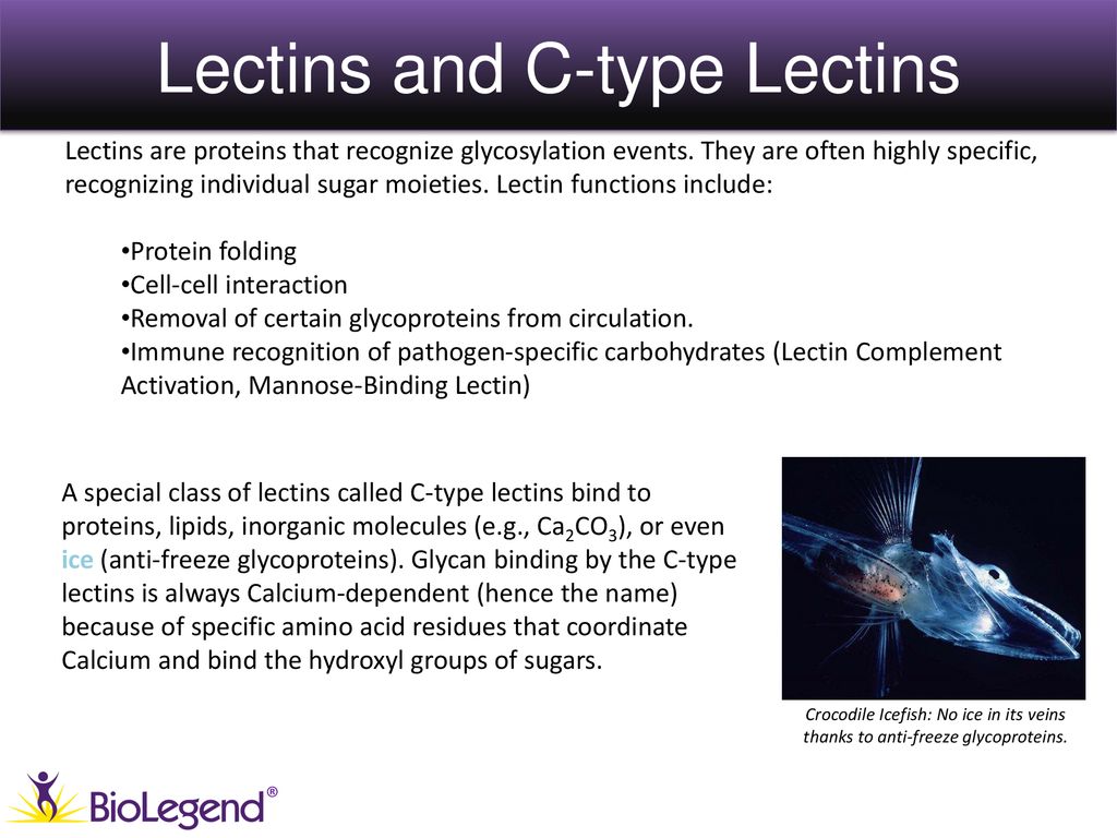 Lectins and C-type Lectins