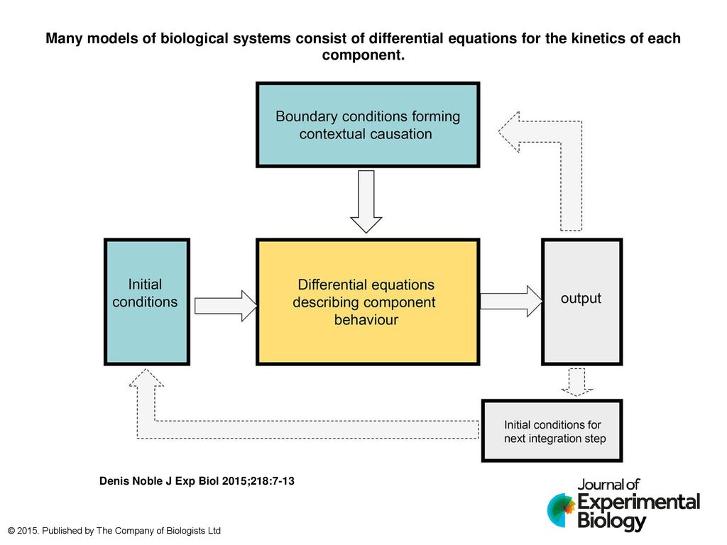 Many models of biological systems consist of differential equations for the kinetics of each component.