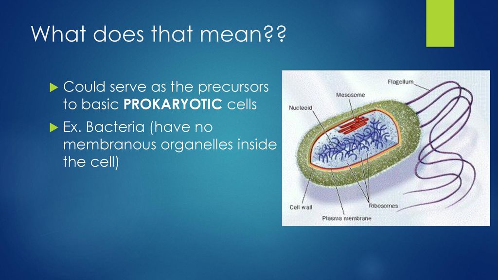 What does that mean . Could serve as the precursors to basic PROKARYOTIC cells.