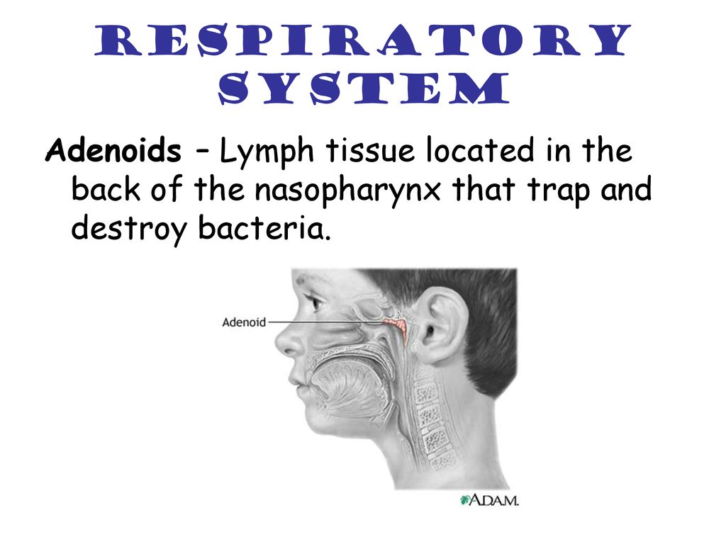 Respiratory System Adenoids – Lymph tissue located in the back of the nasopharynx that trap and destroy bacteria.