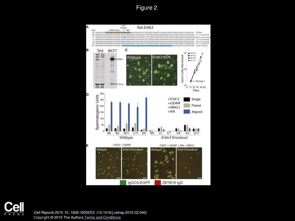 Volume 10, Issue 11, Pages (March 2015) - ppt download