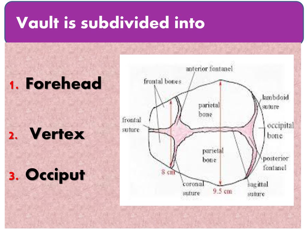 Vertex Skull