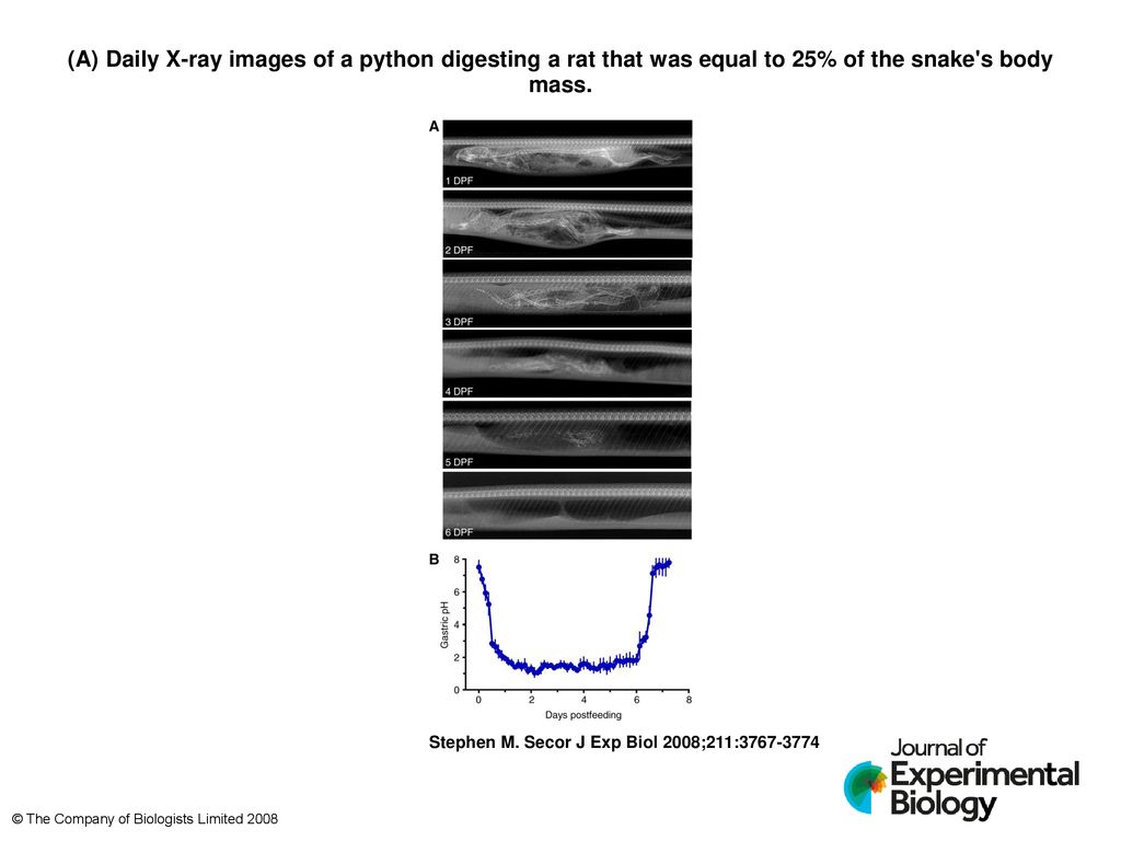 (A) Daily X-ray images of a python digesting a rat that was equal to 25 ...