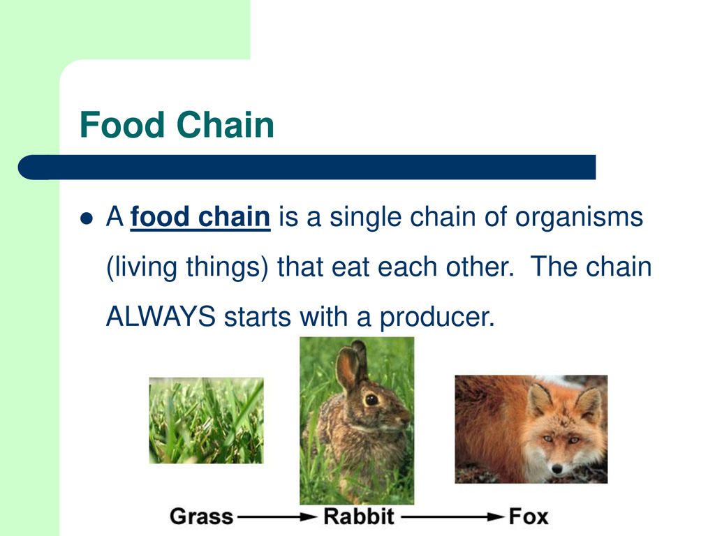 Introduction to Ecosystems Biology Diagrams