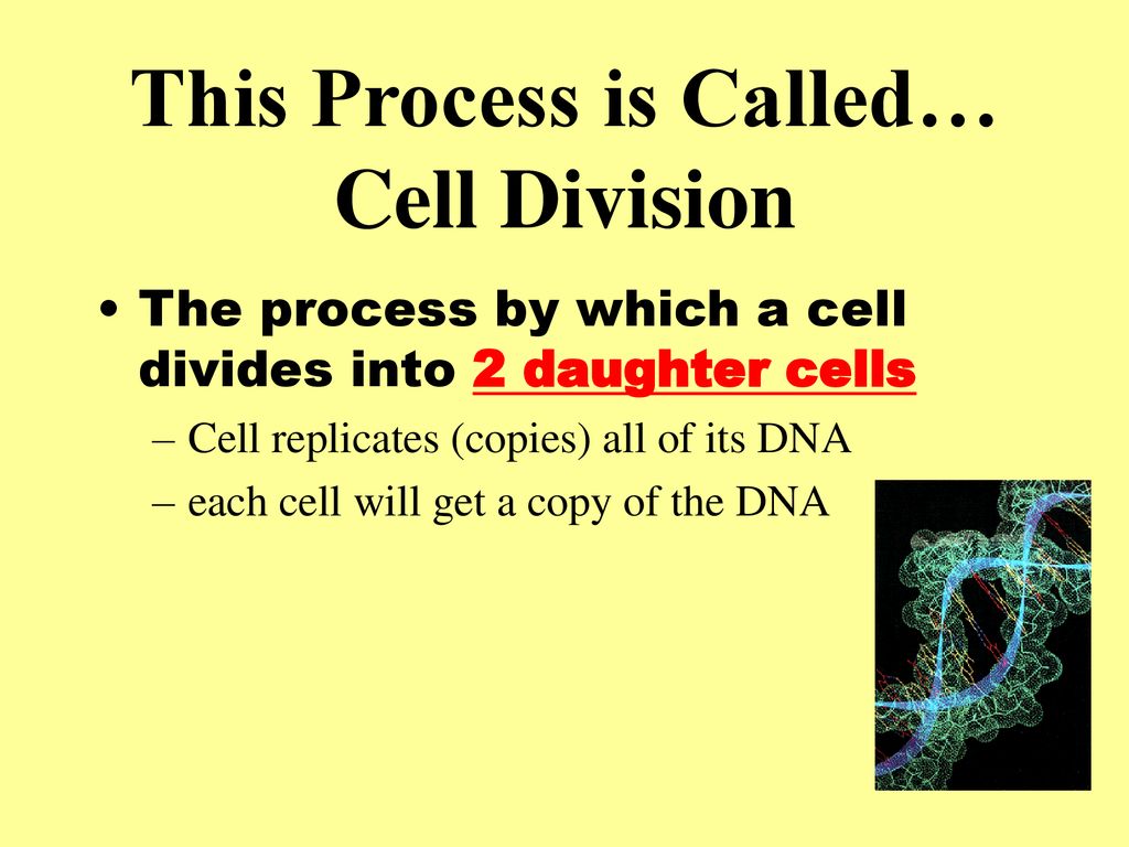 10 1 cell growth vocabulary cell division ppt download