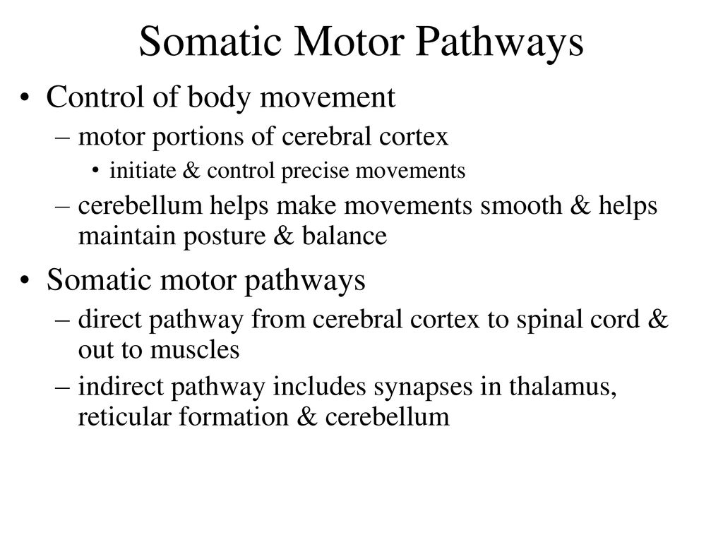 Sensory and Motor Pathways Biology Diagrams