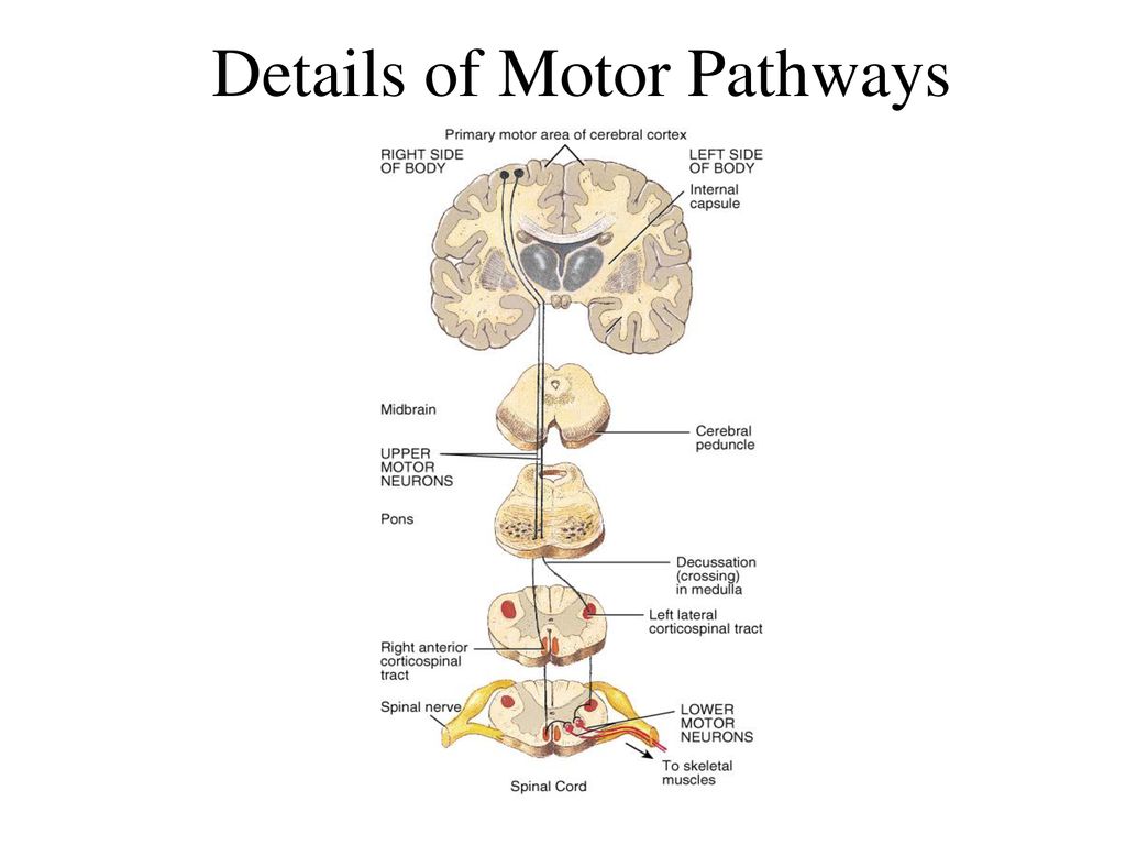 Sensory and Motor Pathways Biology Diagrams