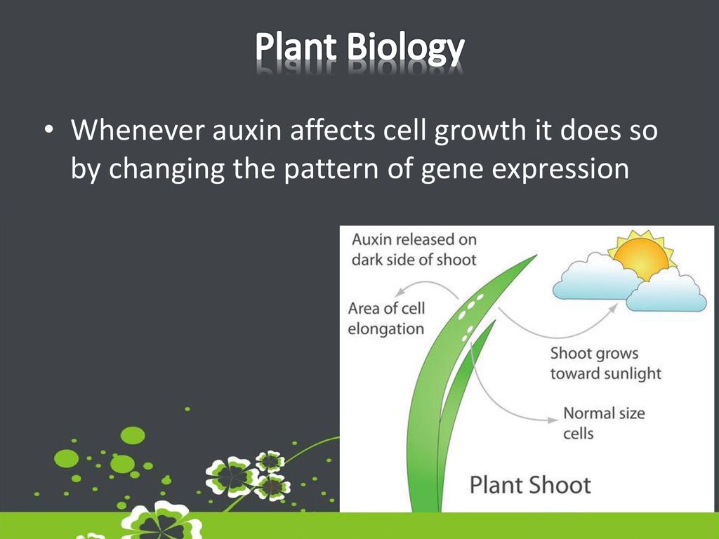 Plant Biology Whenever auxin affects cell growth it does so by changing the pattern of gene expression.