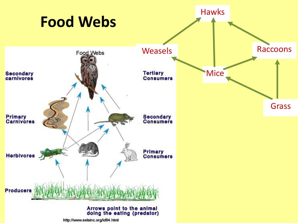 ppt download Biology Diagrams