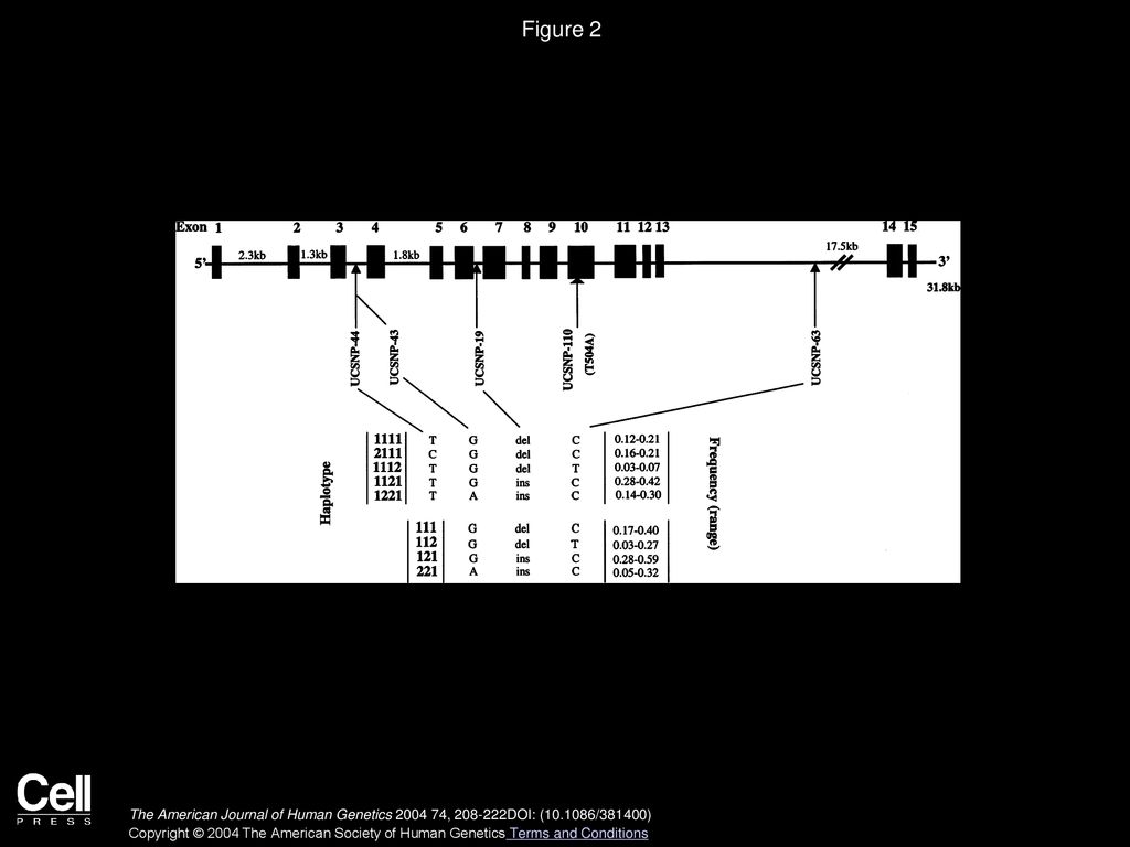 Are Variants in the CAPN10 Gene Related to Risk of Type 2 Diabetes ...