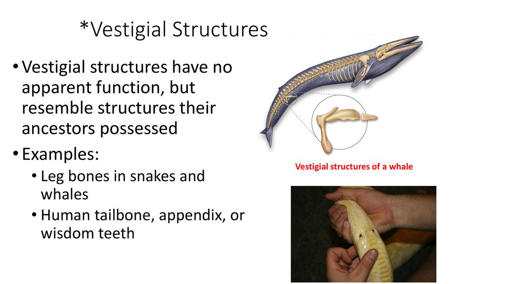 78 Analogous, homologous, and vestigial structures - ppt download