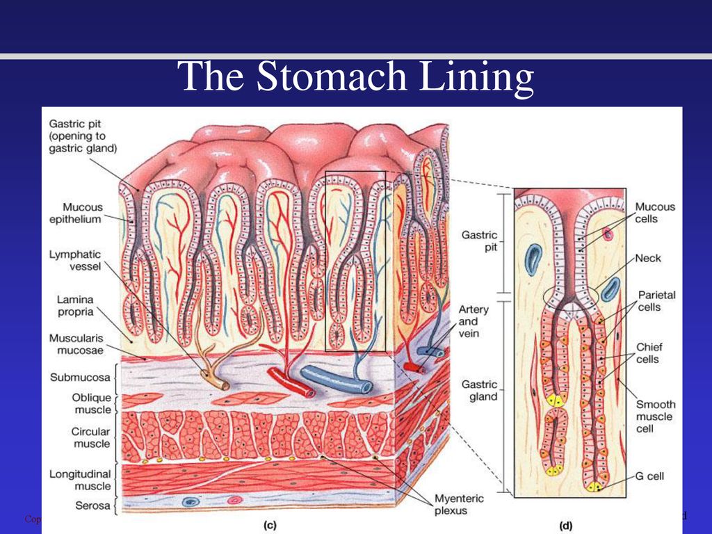 The Components of the Digestive System Biology Diagrams