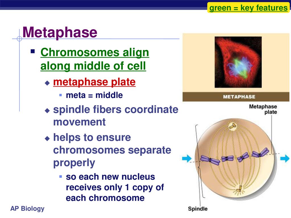 Chapter 121 122 The Cell Cycle Cell Growth Cell Division Biology Diagrams