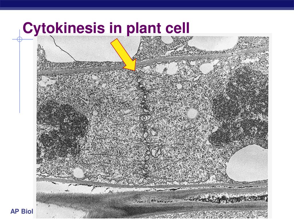 Chapter 12.1 & 12.2 The Cell Cycle: Cell Growth, Cell Division Biology Diagrams