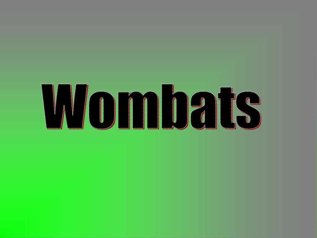 Wombats. - ppt download