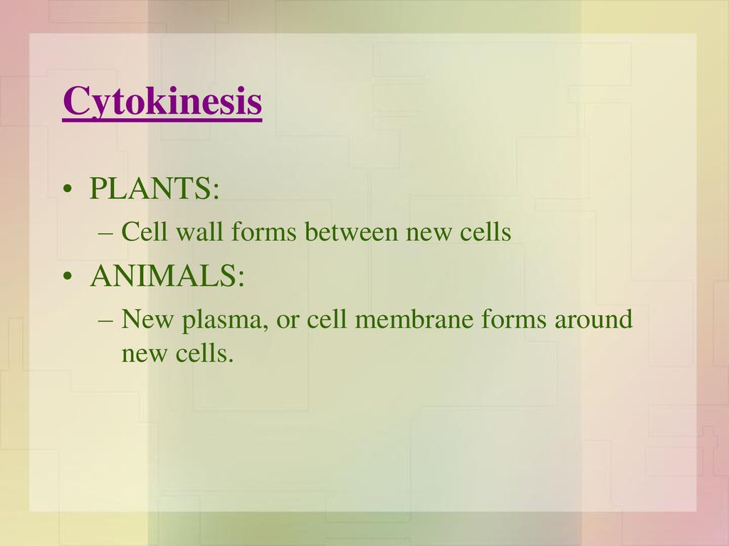 Cell Reproduction โMitosisโ Biology Diagrams