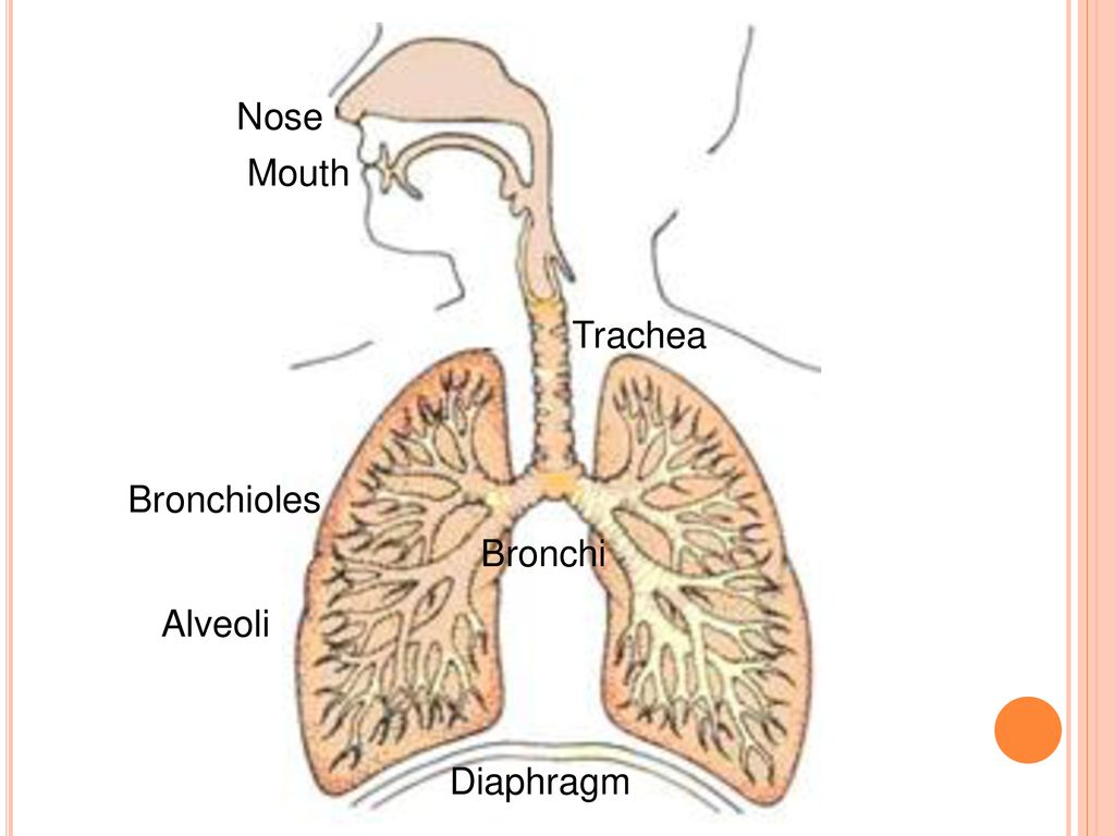 Organ Systems. - Ppt Download