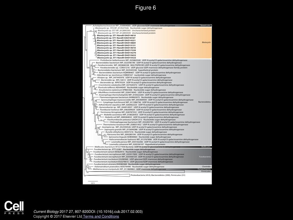 Figure 6 Maximum-Likelihood Phylogeny of UDP-Glucose/GDP-Mannose Dehydrogenase. See the legend from Figure 3.