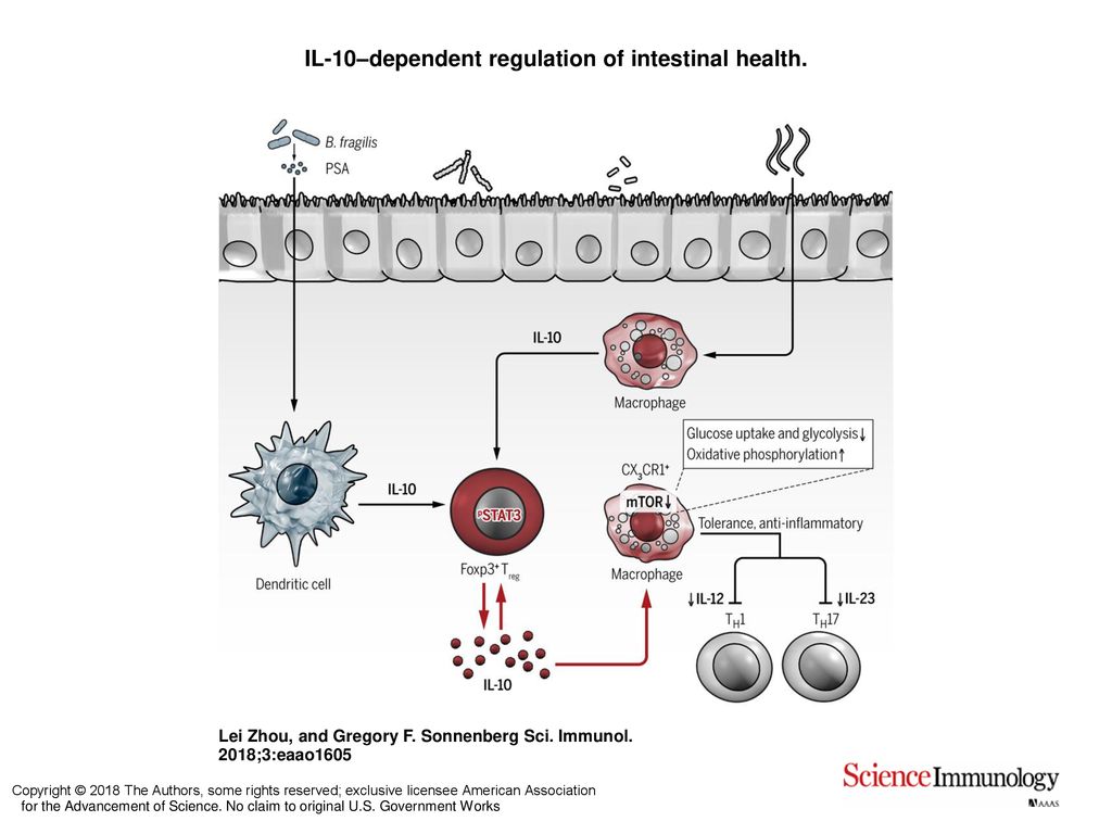 IL-10–dependent Regulation Of Intestinal Health. - Ppt Download