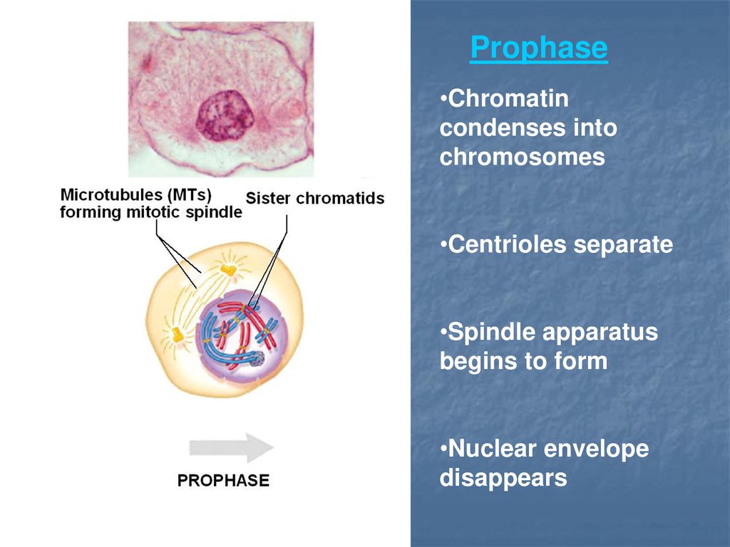 Mitosis: When Cells Divide Biology Diagrams