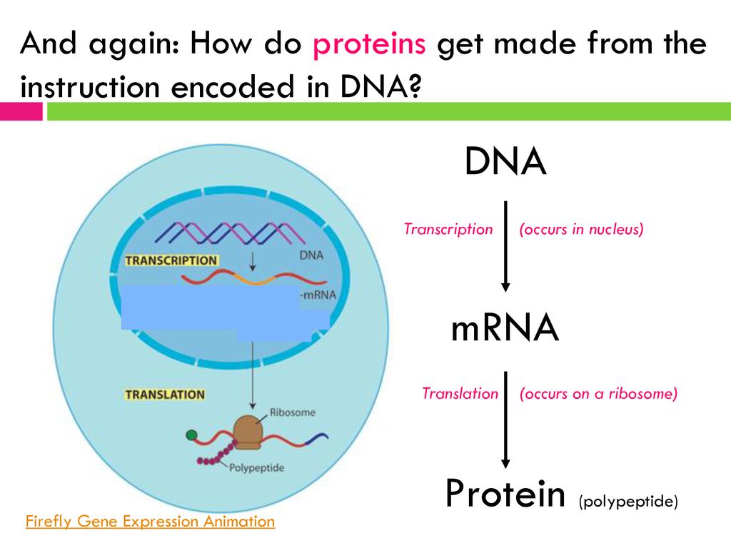 Animation: DNA makes DNA - ppt download