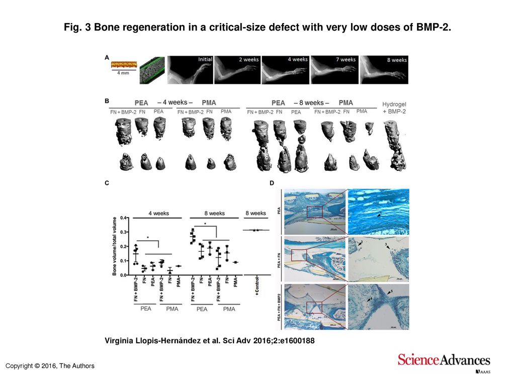 Fig. 3 Bone regeneration in a critical-size defect with very low doses of BMP-2.