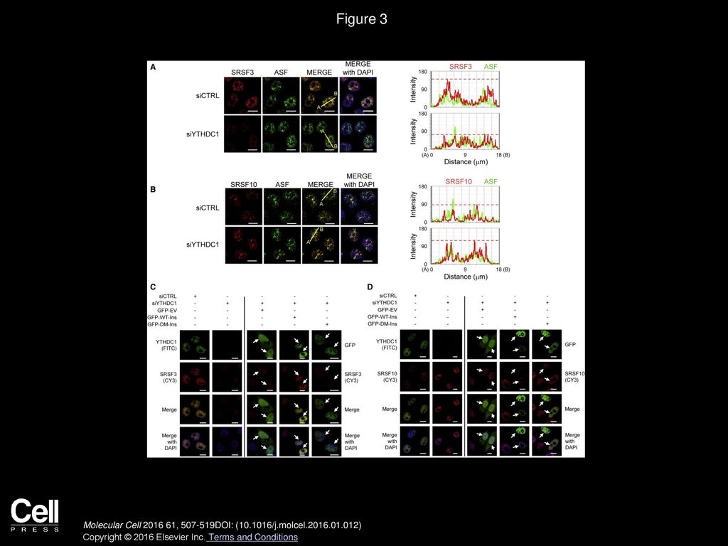Figures And Data In Srsf10 And The Minor Spliceosome Control Tissue
